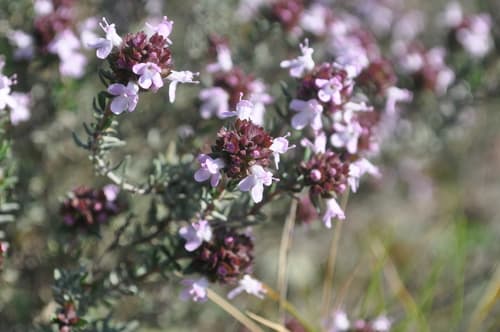 Common Thyme