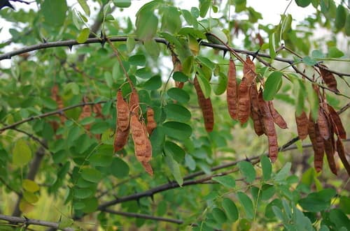 black locust